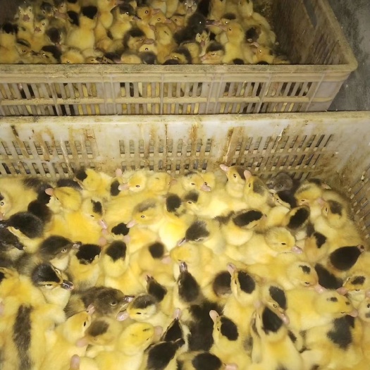 广州一点花鸭苗  骡鸭苗