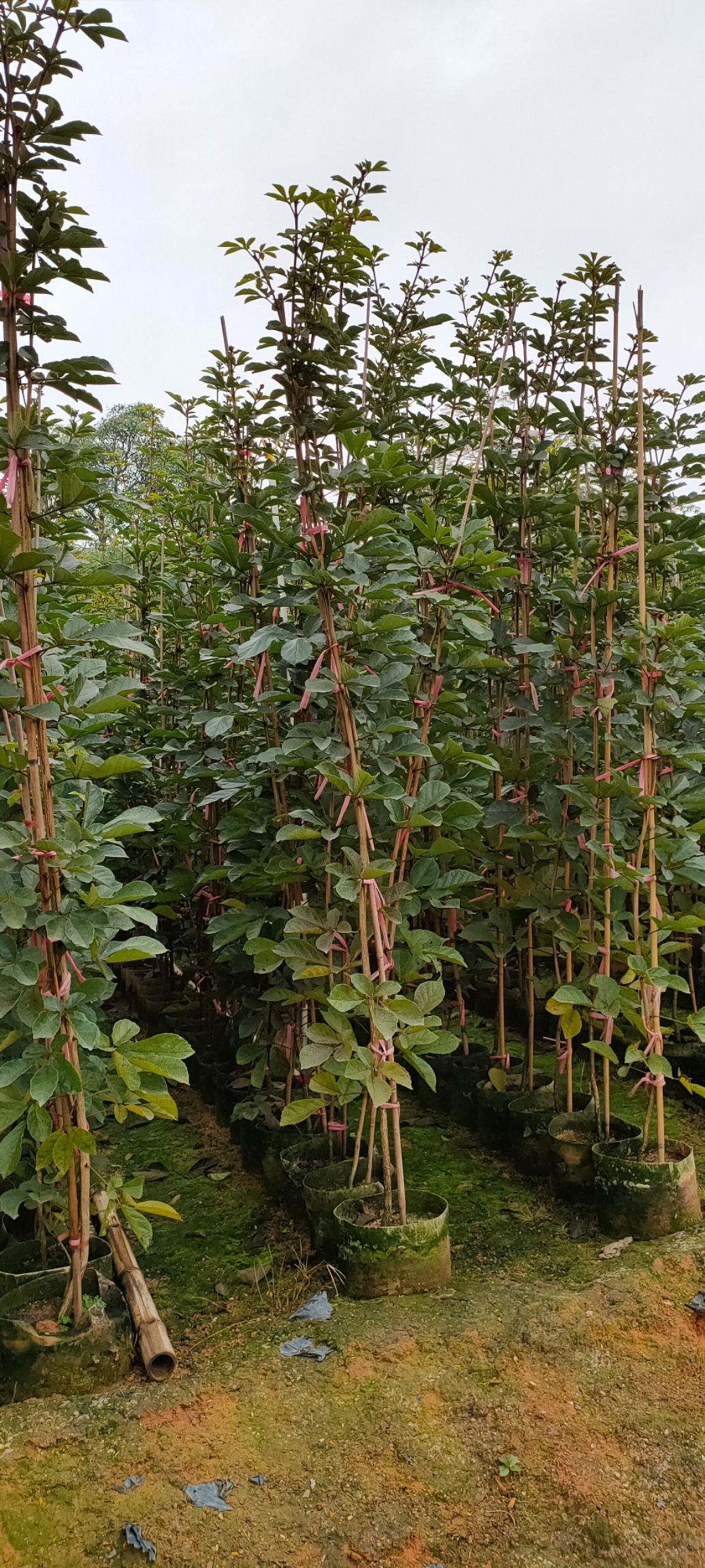 黄花风铃木 黄花风玲木《多花》