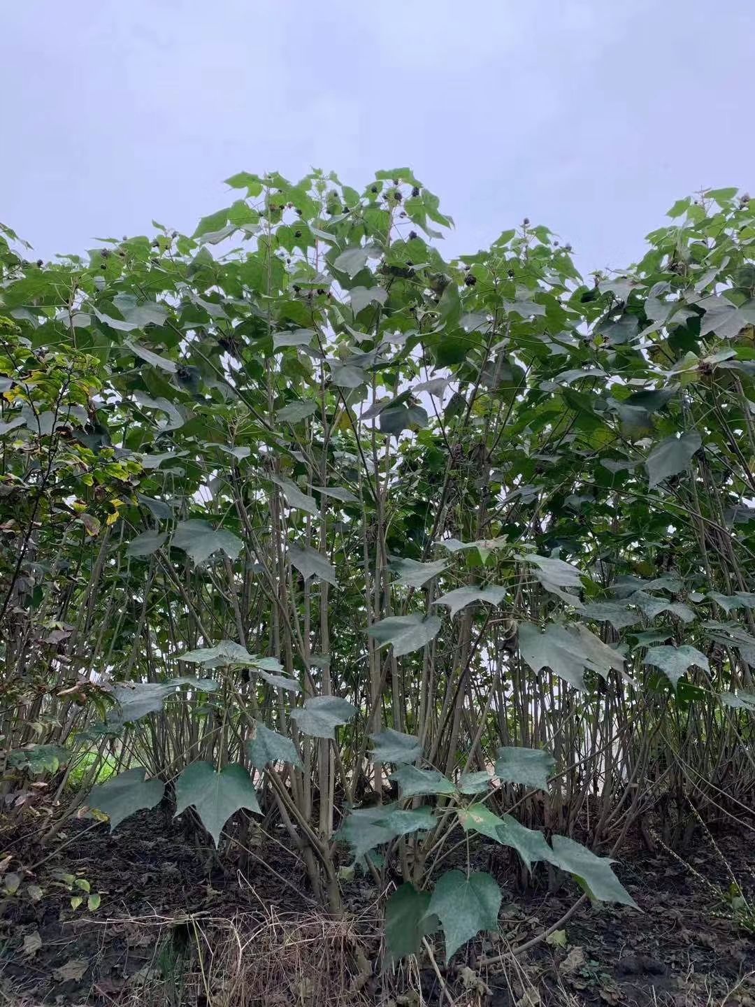  芙蓉花，木芙蓉，芙蓉基地，四川芙蓉花价格，成都木芙蓉批发，