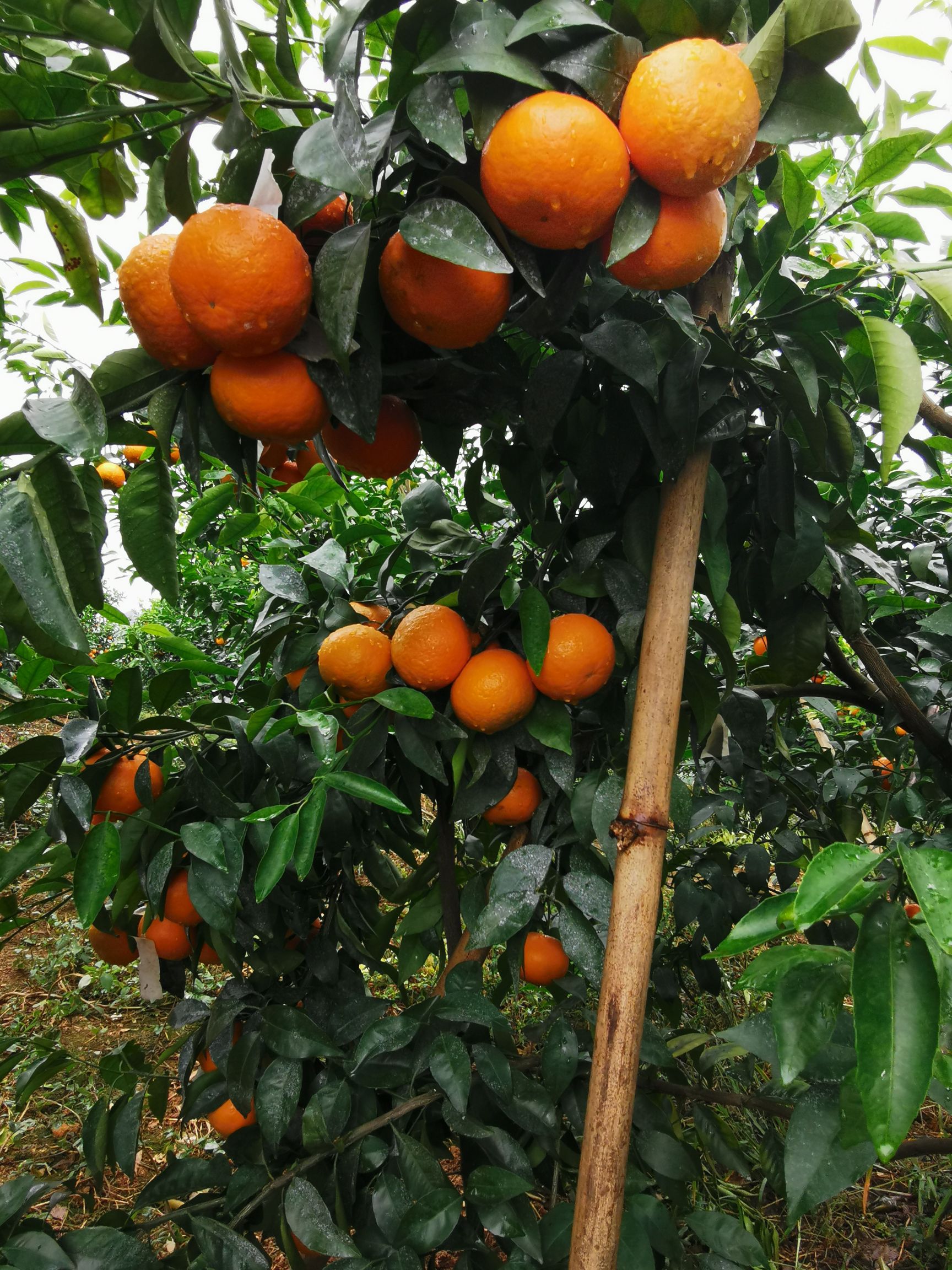  沃柑即将上市欢迎各地客商消费者前来下单