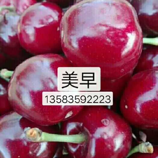 烟台布鲁克斯樱桃树苗