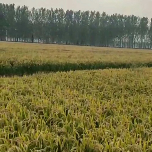 天津长粒稻 晚稻