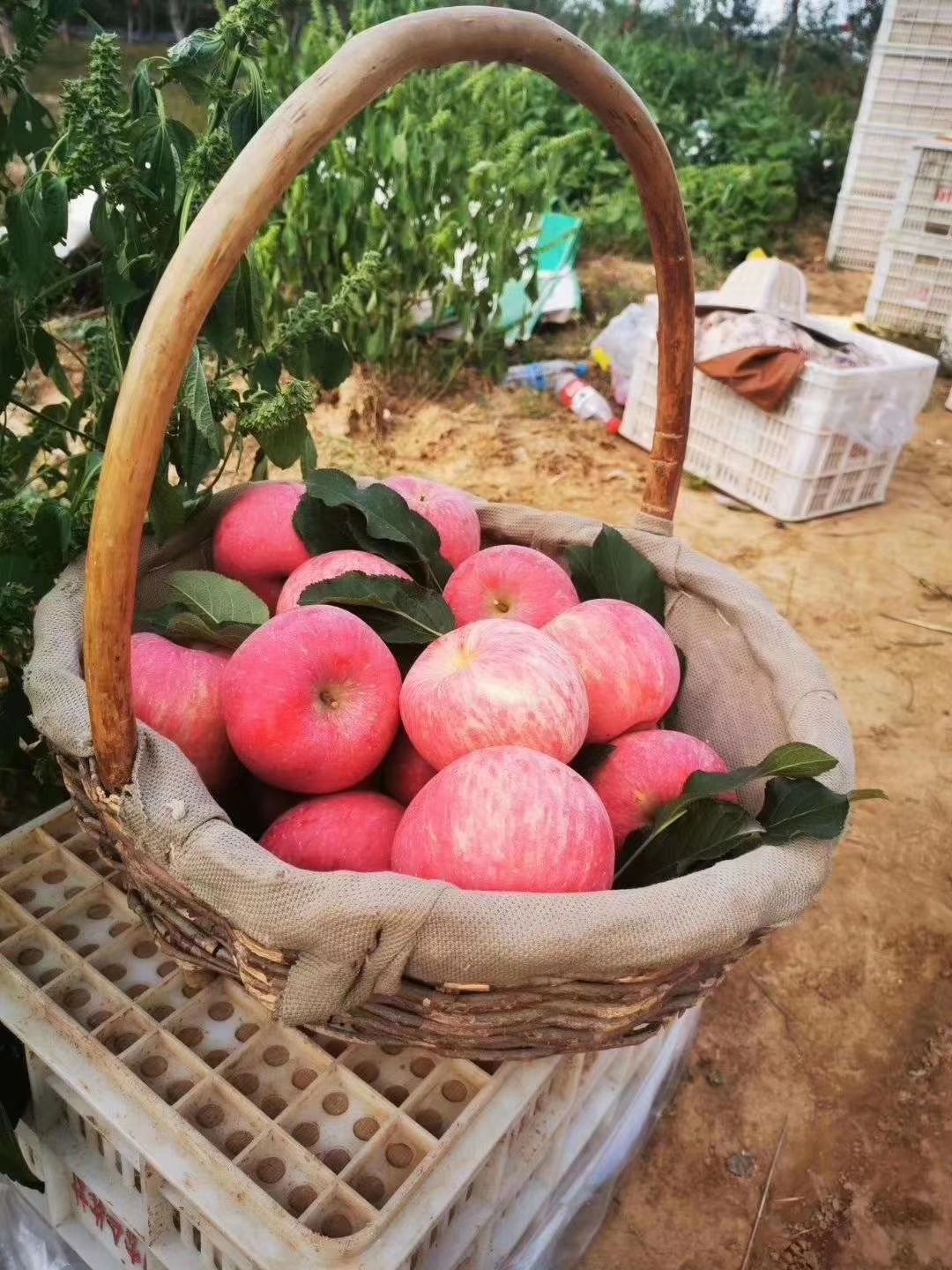 冰糖心苹果 陕西洛川新鲜冰糖心水晶红富士24个