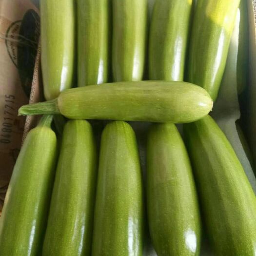 义县 精品西葫芦，瓜条好，颜色正，农户自产自销。量大量小均可来！