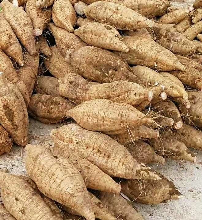  佛山高明合水粉葛甘甜粉嫩