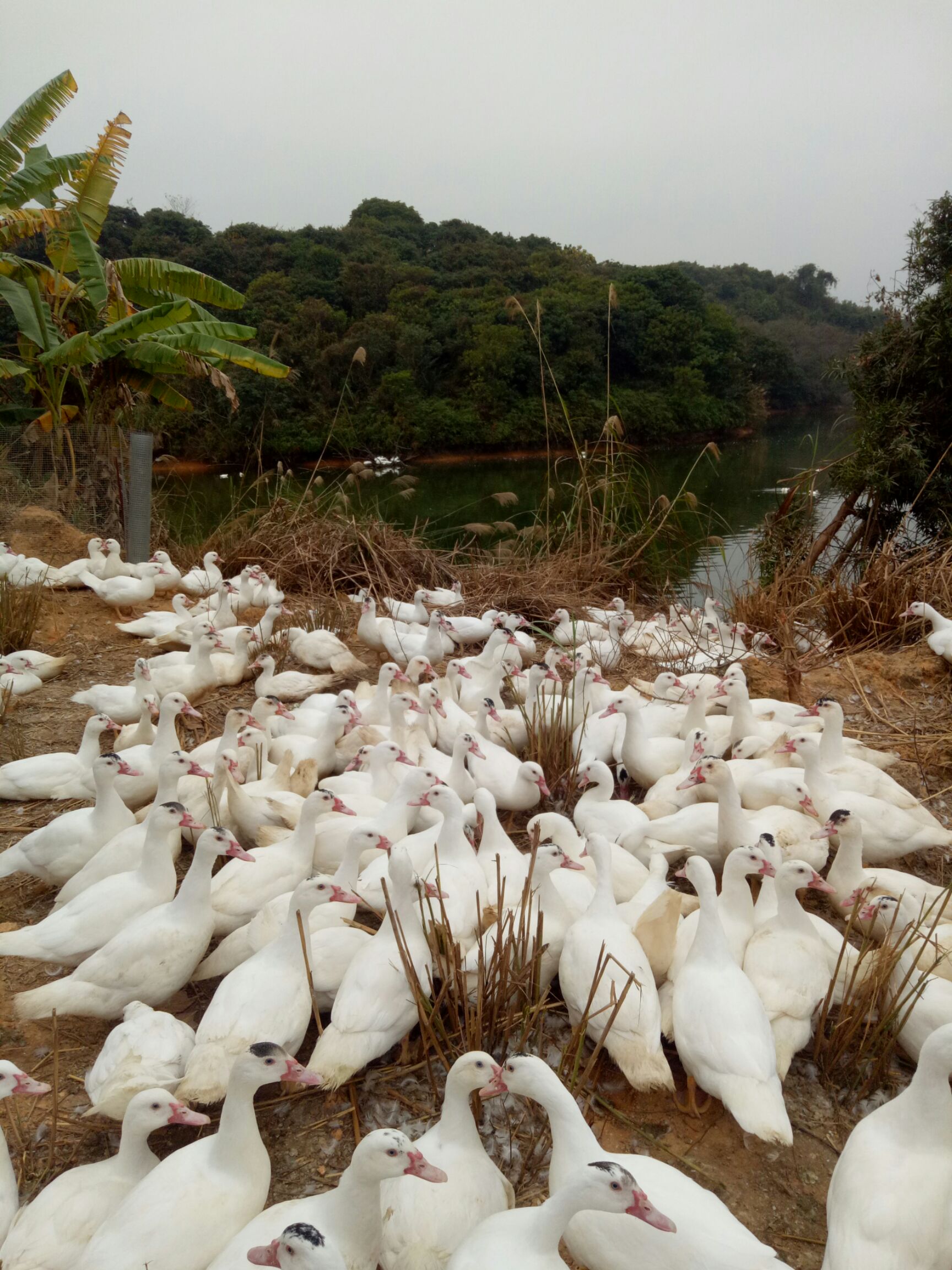  90天清水活水山塘散养白番鸭肉鸭