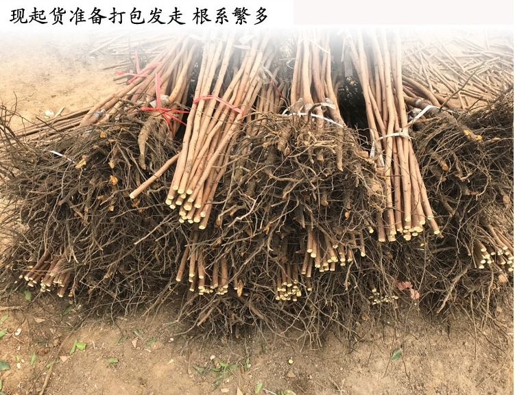 日本次郎甜柿苗  柿子树嫁接苗柿子树苗日本甜脆柿树地栽盆栽南