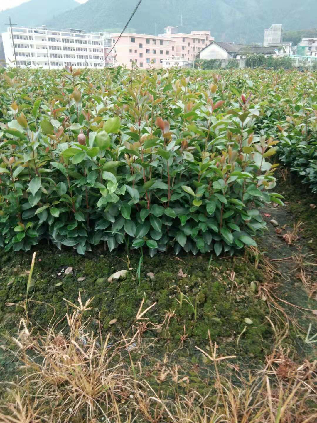 白茶树苗 高山茶油油苗