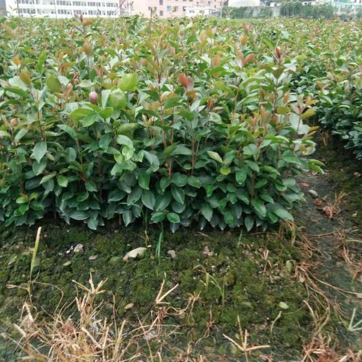 凤山县白茶树苗 高山茶油油苗