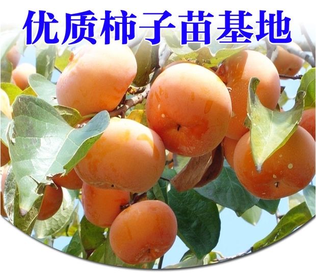 日本次郎甜柿苗  柿子树嫁接苗柿子树苗日本甜脆柿树地栽盆栽南