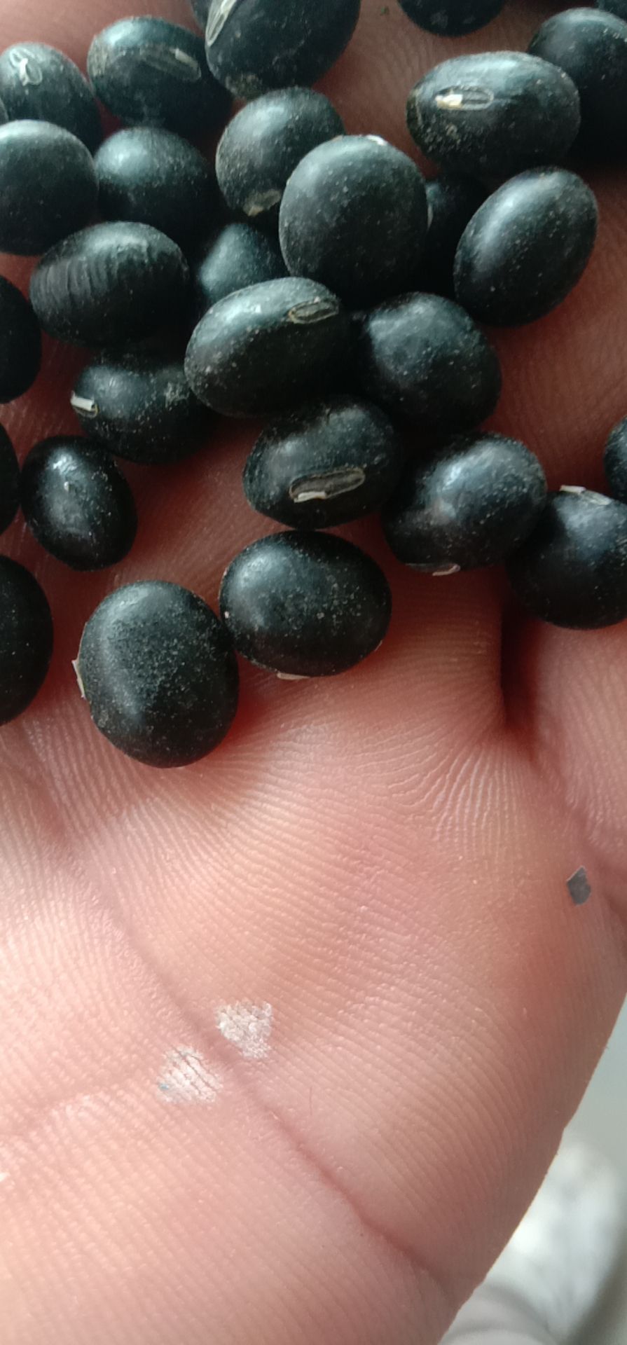  黑豆。是我家自己的。都是绿色食品。让大家吃着放心。