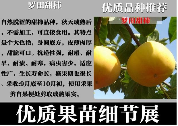 日本次郎甜柿苗  柿子树嫁接苗柿子树苗日本甜脆柿树地栽盆栽南
