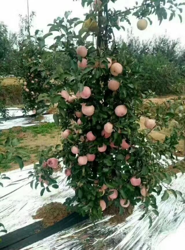  果菜疯子，冲施肥，修复土壤，调节土壤盐碱度，改善土壤农残