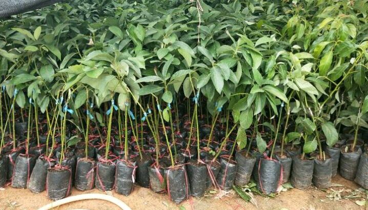 牛油果苗  哈斯嫁接苗
