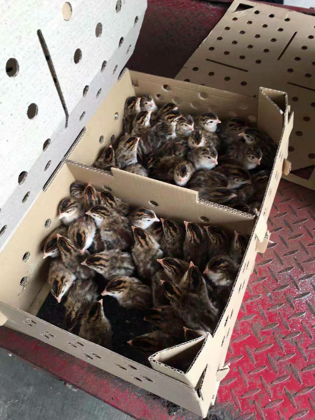  珍珠鸡苗