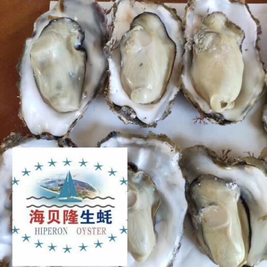 海阳市乳山牡蛎 海阳连理岛的生蚝，北纬37的产品