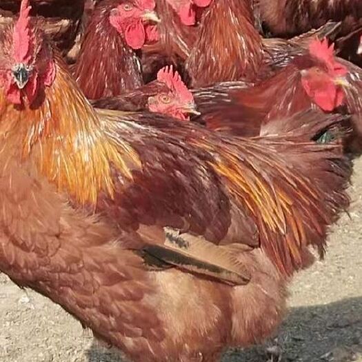 虞城县大红公鸡  九斤红鸡大量出售7个月