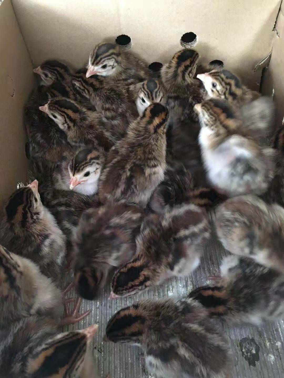  珍珠鸡苗