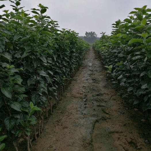 临沭县维纳斯黄金苹果苗 苹果嫁接苗