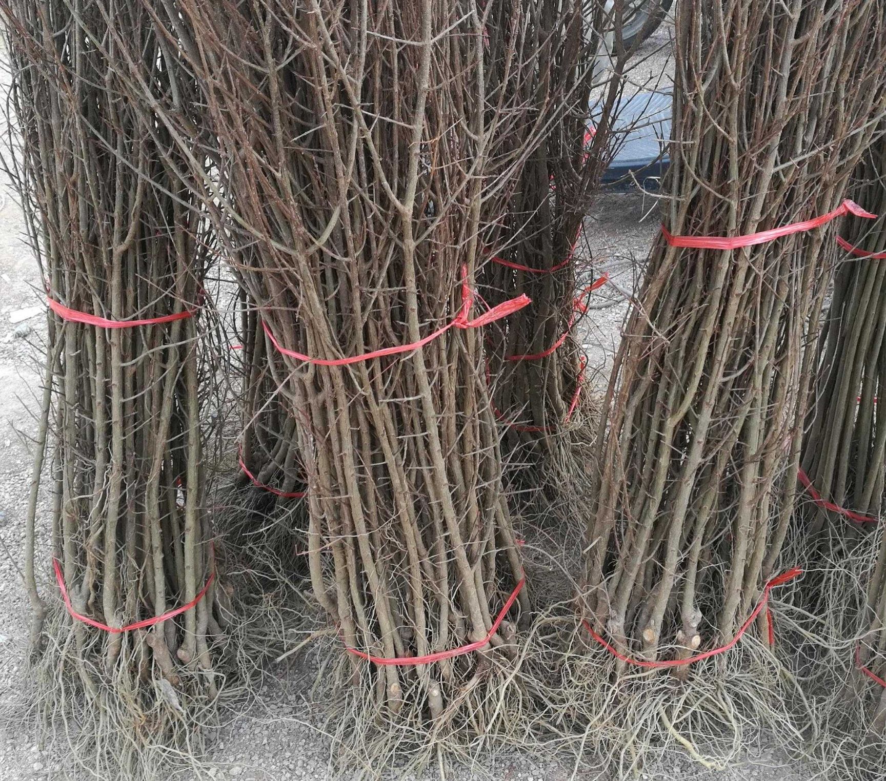 软籽石榴苗 石榴苗