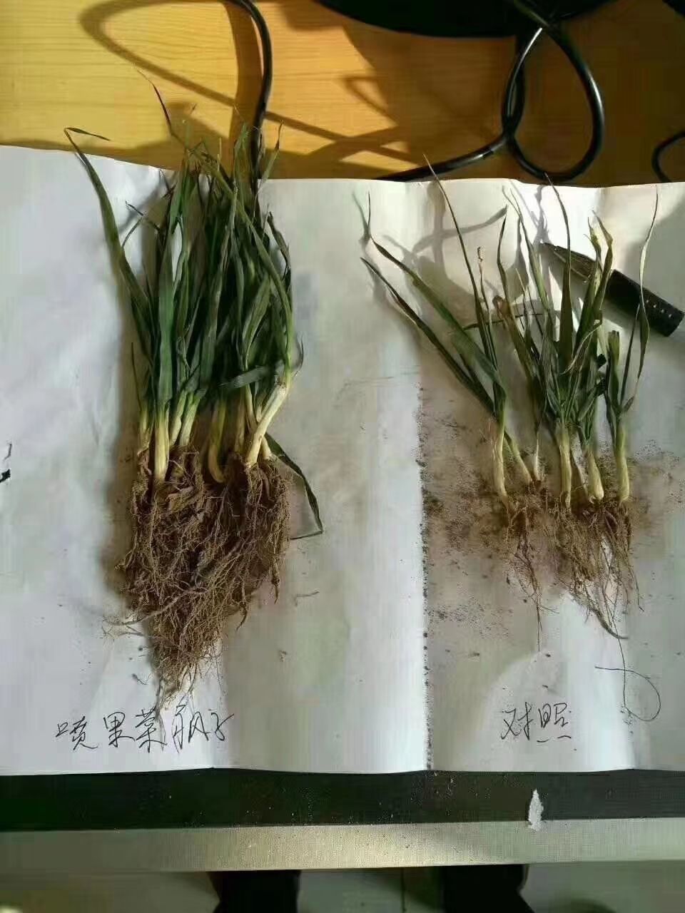  有机肥，果菜疯子，叶面肥，纯中药有机水溶肥，不含激.素