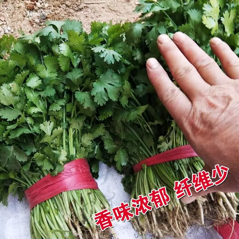 老香菜种子蔬菜种孑秋季芫荽香菜种籽小青菜阳台种菜四季香菜籽