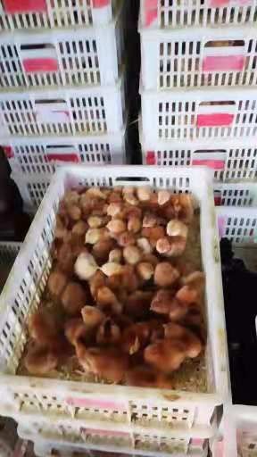 沭阳县 三黄鸡苗九斤黄鸡苗蛋鸡苗包邮包疫苗包运输成活