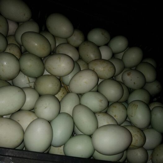 开封 现下现卖，新鲜的鸭蛋