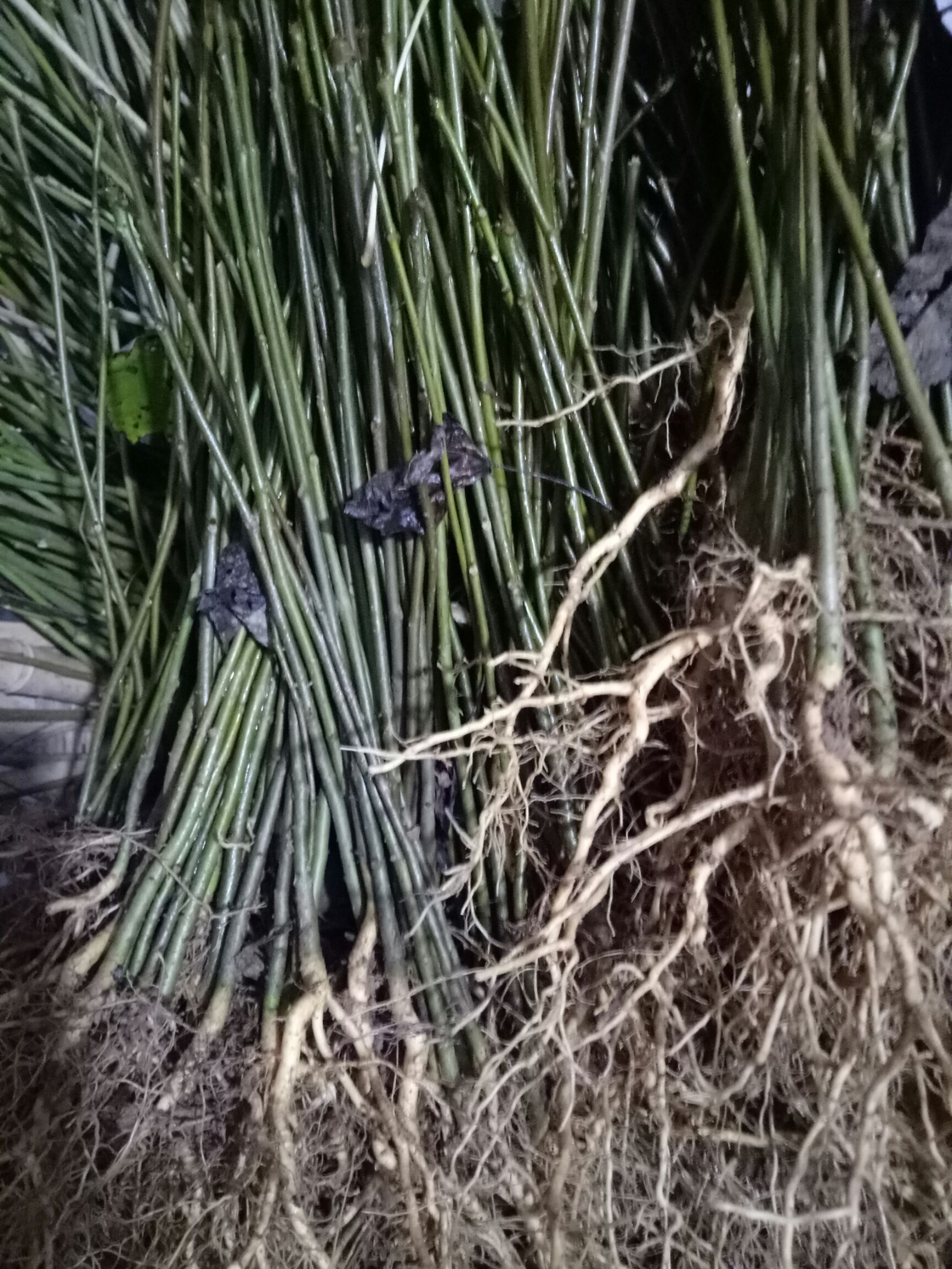 毛叶山桐子苗欢迎你实地看货，四川苍溪石马镇