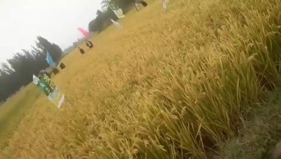 范县 瑕瑜米业范县生态农业园区大米