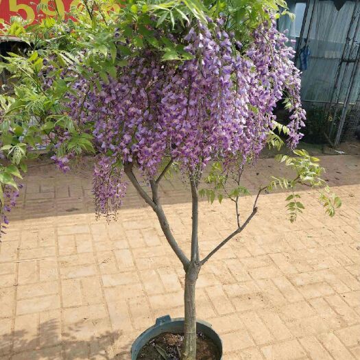 沭阳县 紫藤树苗 紫藤花苗 爬藤植物12元 紫藤花苗 走廊植物 紫藤
