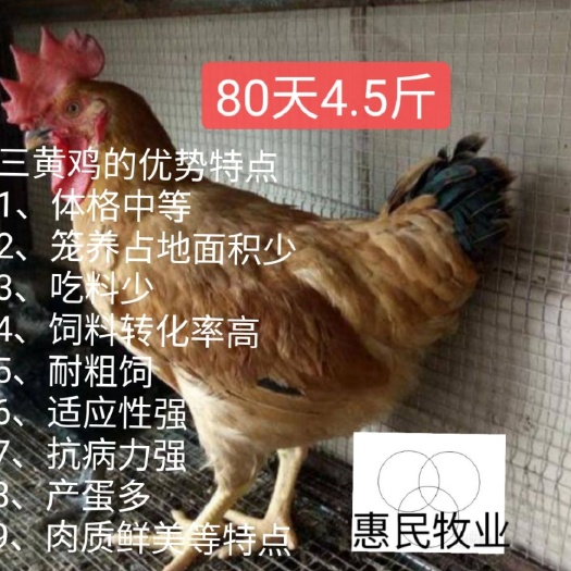 南宁 (热销三黄鸡) 广东名鸡 优质农科院土鸡苗 全国发货