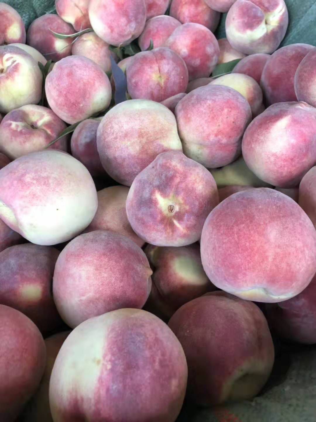 冬桃 云南农村自己家种的桃子