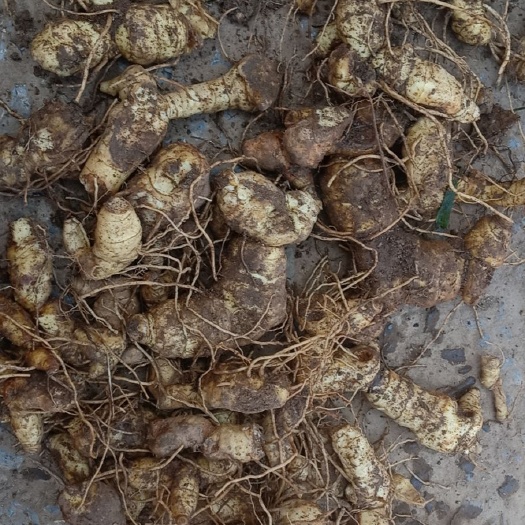 沁县 鲜货黄精大货，一手货源，欢迎老板看货！