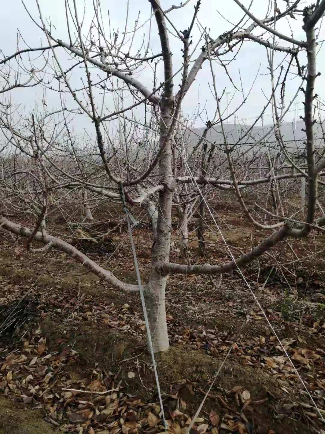 拉宾斯樱桃苗 拉宾斯大樱桃树