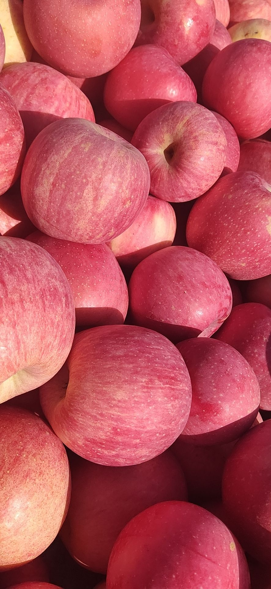  陕西洛川富士苹果