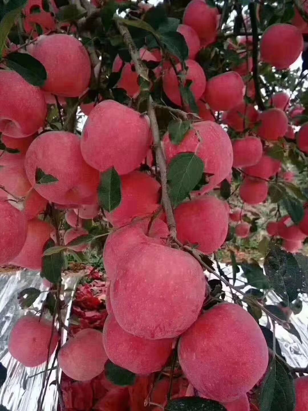 冰糖心苹果 陕西洛川新鲜红富士冰糖心水晶红富士24个