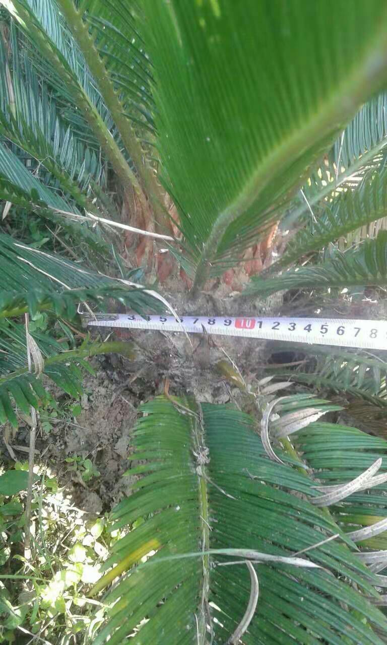  铁树苗 苏铁小苗 铁树大小苗 铁树种子凤尾蕉苗