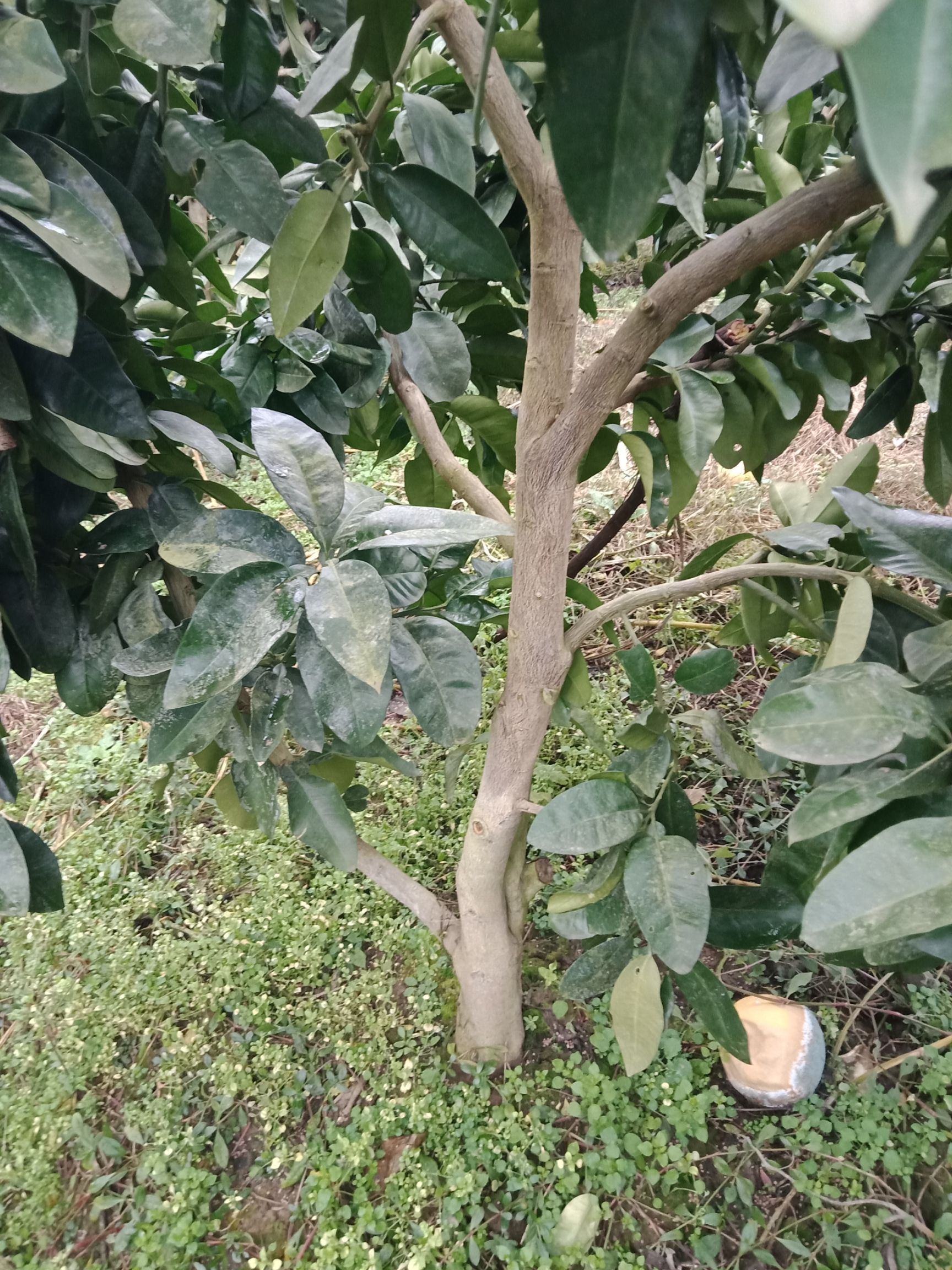 红心柚苗 因本人资金紧张，需要卖两万株红心柚树，需要面议