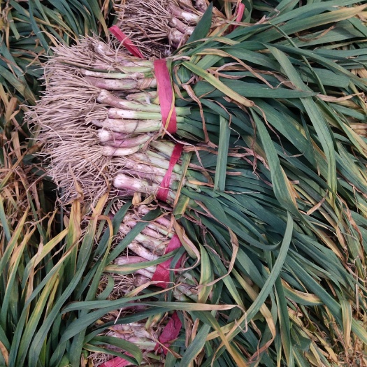兴平市 兴平红根香蒜苗