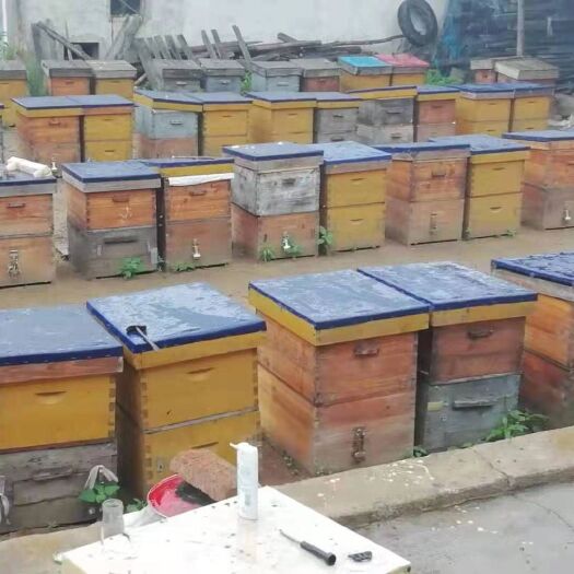 延吉市土蜂蜜 自家产长白山椴树蜜保质保量
