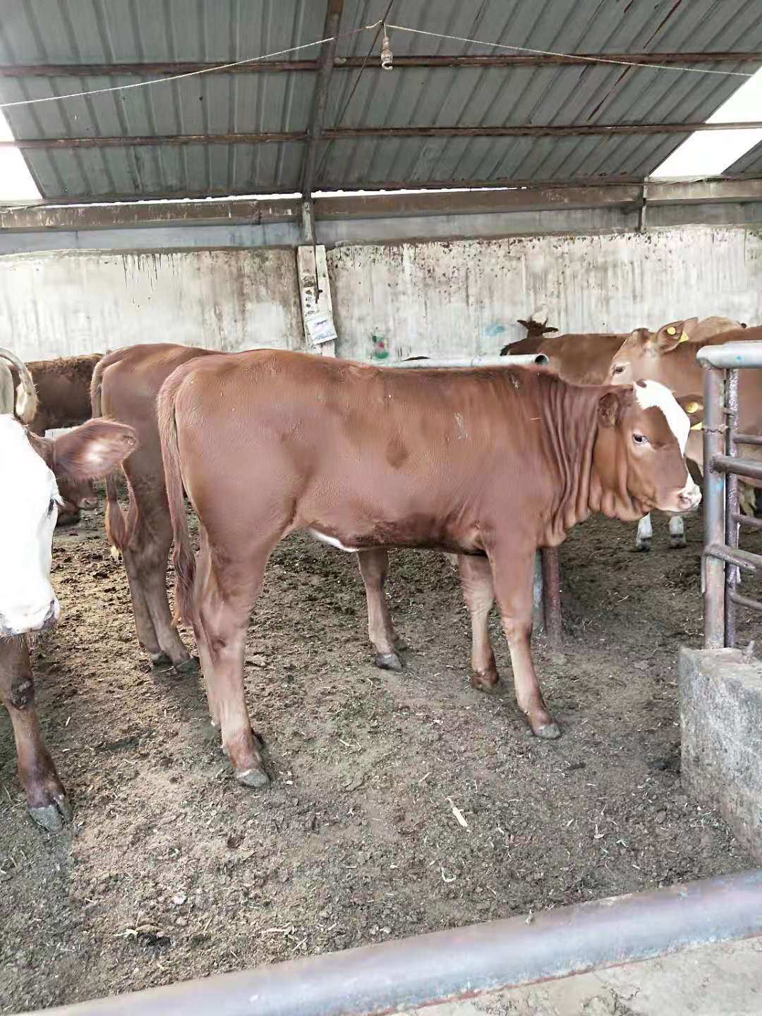 黄牛 200-300斤 统货