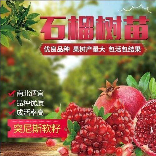 平邑县突尼斯软籽石榴树苗 突尼斯软籽石榴苗，味甜，丰产，抗旱，抗病，早熟