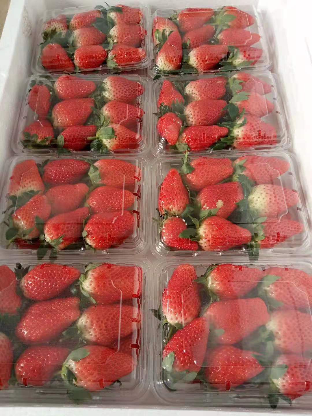 甜宝草莓  精品草莓