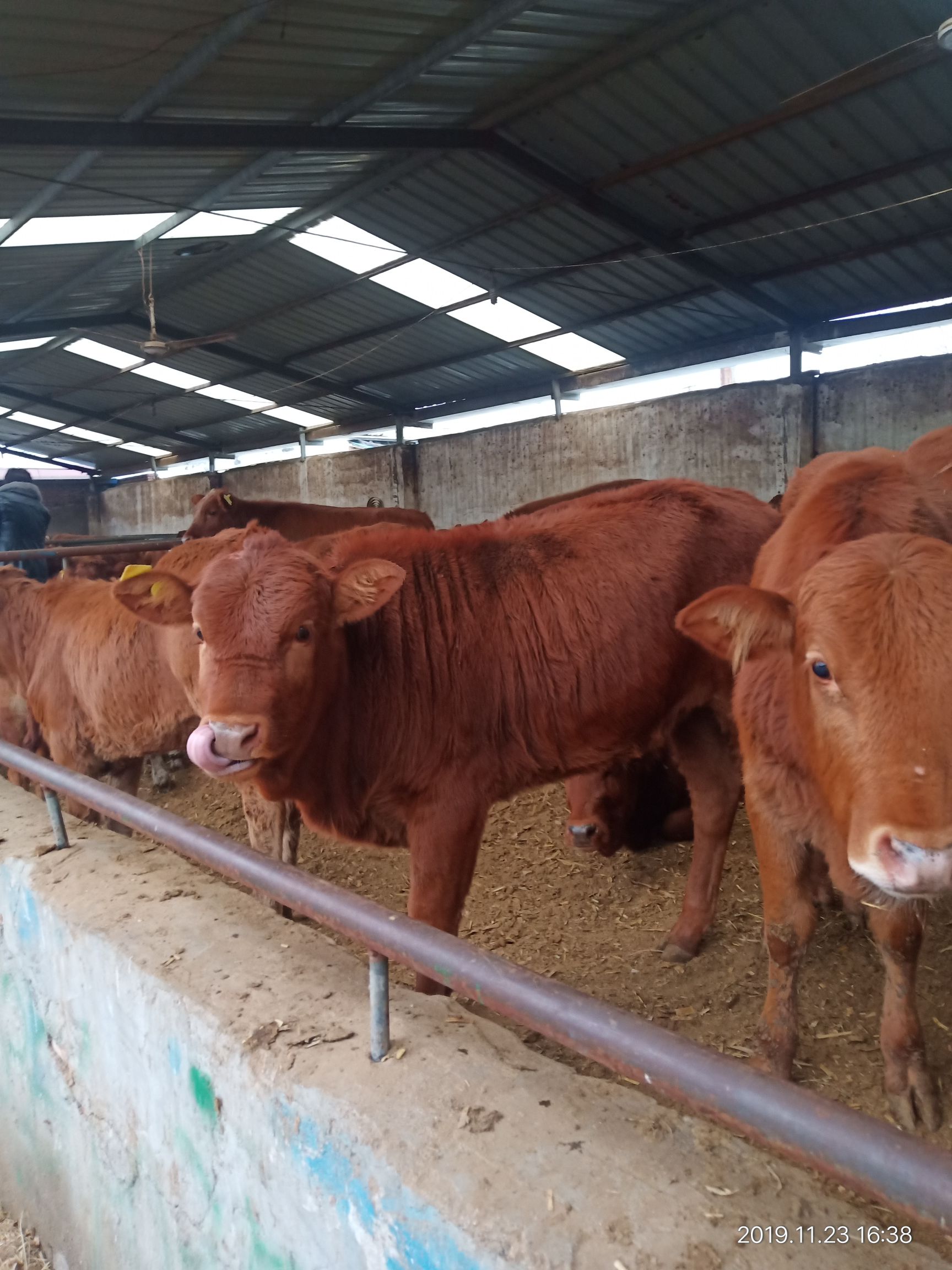  西门塔尔牛 肉牛仔 小黄牛苗 肉牛犊  改良黄牛
