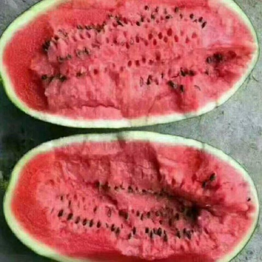 冠县黑美人西瓜 越南黑美人