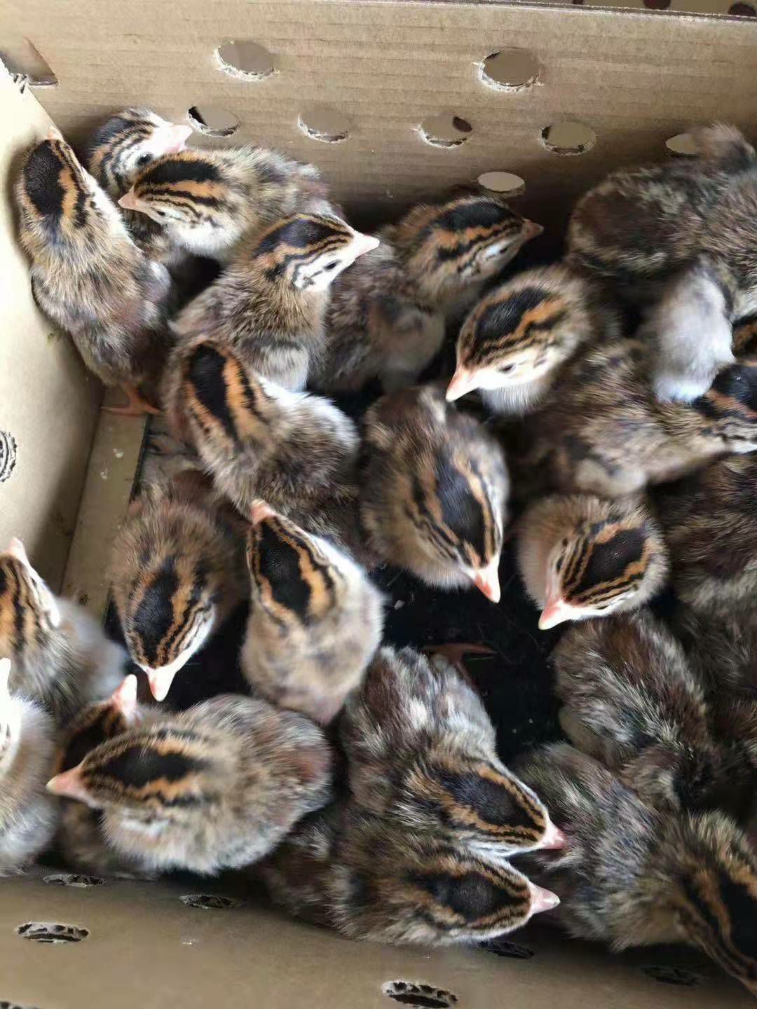  珍珠鸡苗