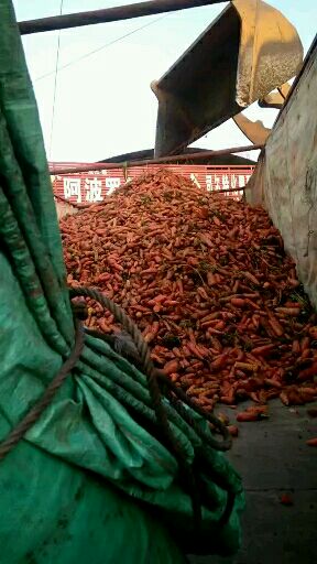 胡萝卜渣 大量供应次品胡萝卜。脱水蔬菜，腌菜牛羊猪饲料。
