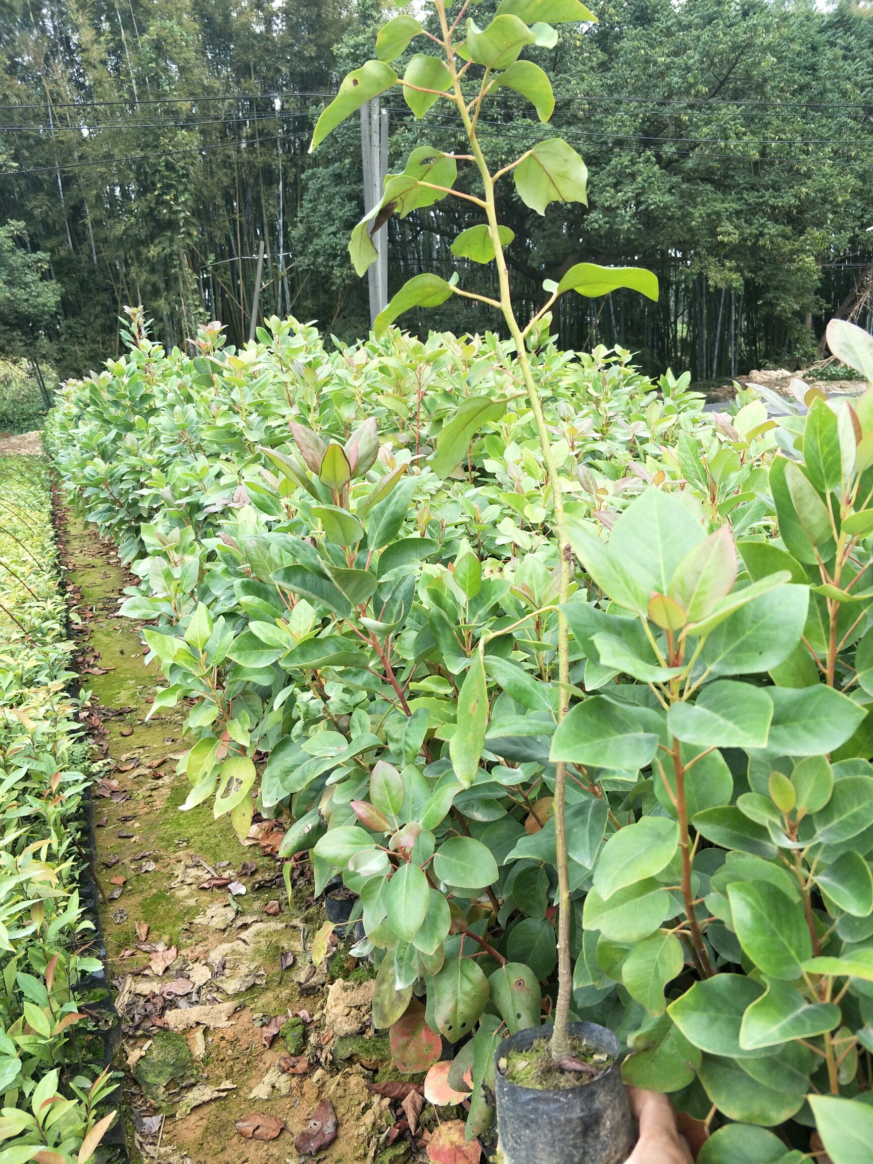  红花荷批发,红花荷又叫红包木