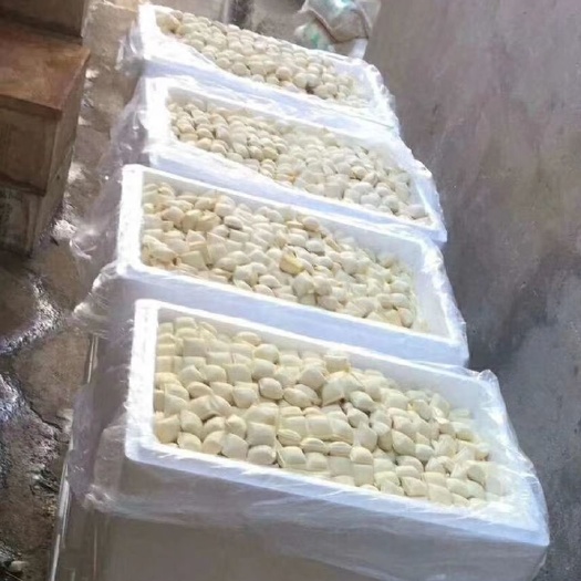 石屏县毛豆腐  灌浆豆腐批发，石屏豆腐批发，建水豆腐批发